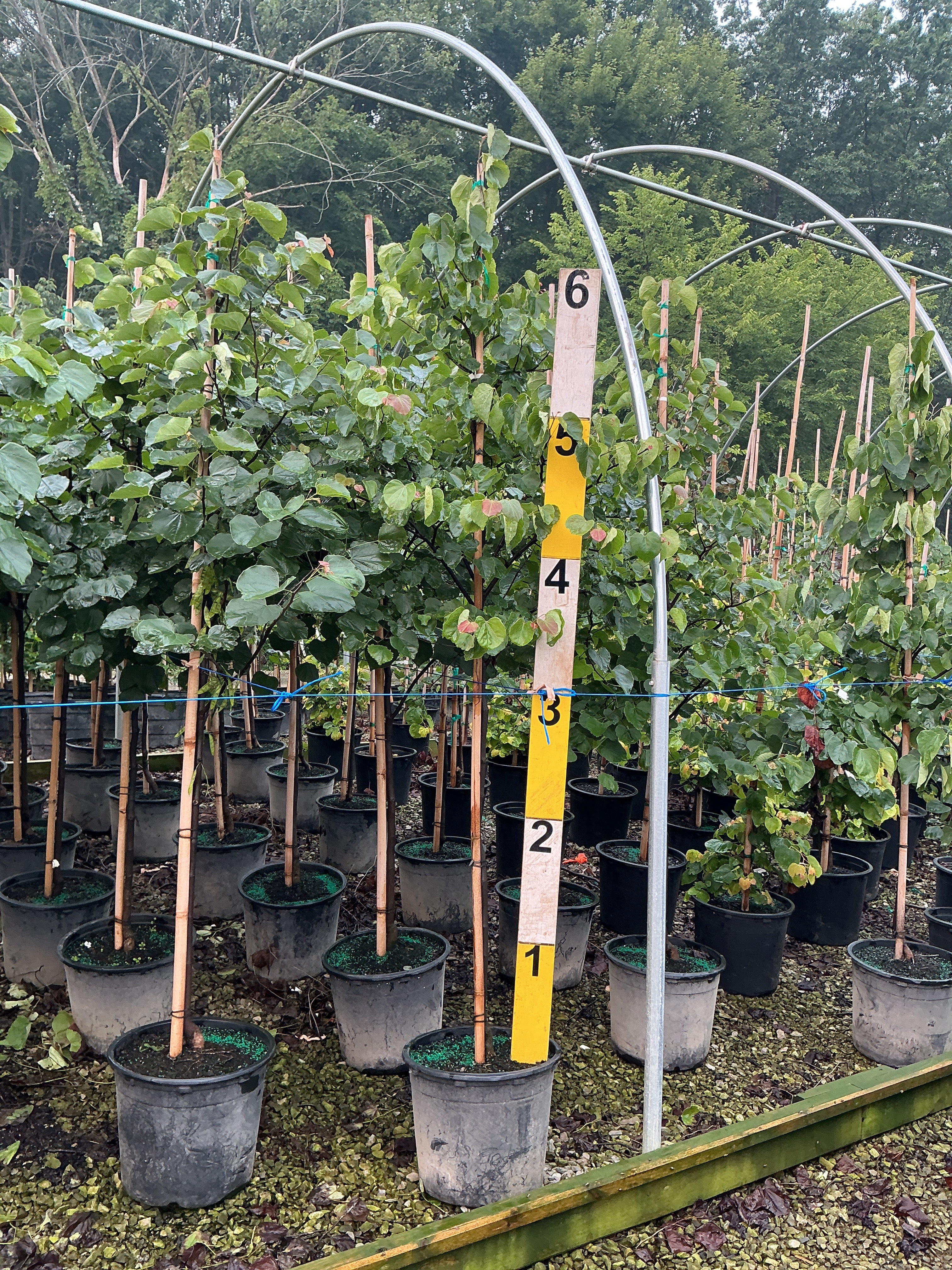 Cercis canadensis