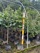 Cercis canadensis