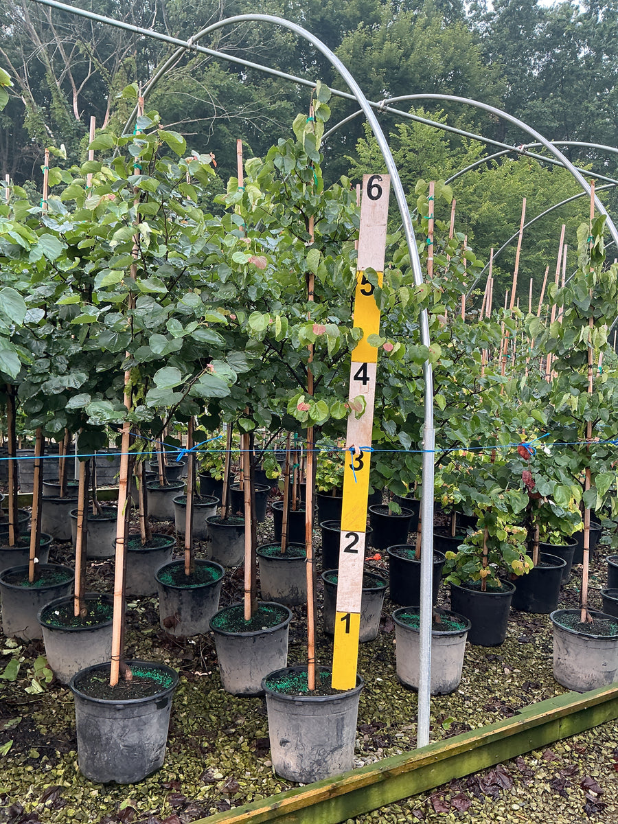 Cercis canadensis â€” G7 60