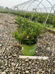 Hydrangea 'P Early Evolution'