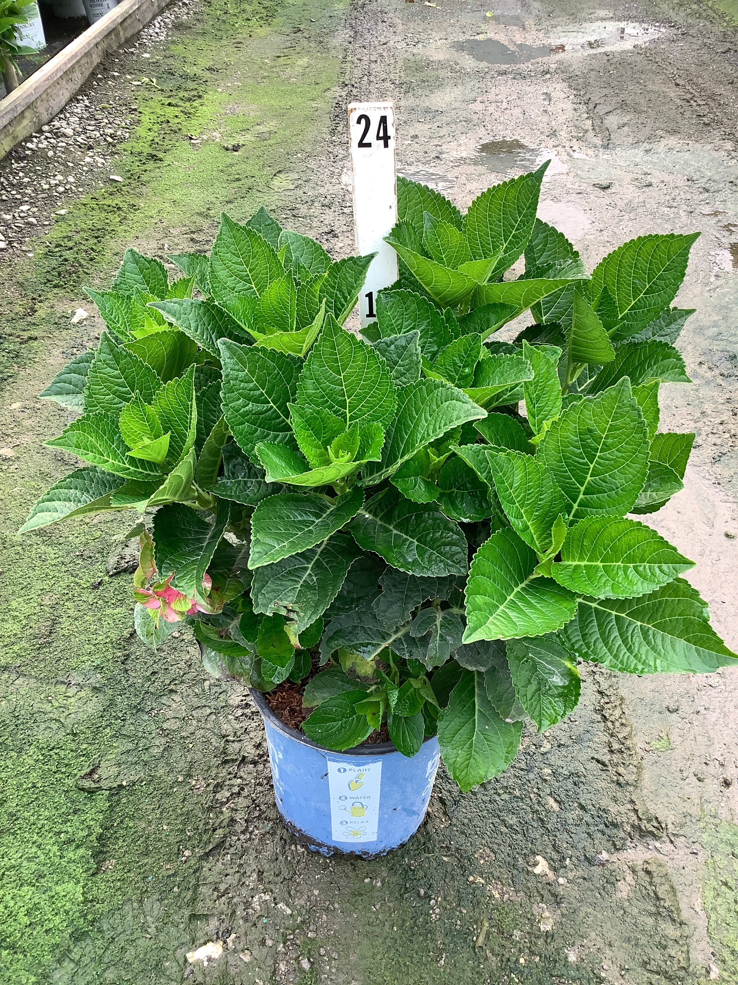 Hydrangea macrophylla 'Tilt-A-Swirl'