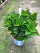 Hydrangea macrophylla 'Tilt-A-Swirl'