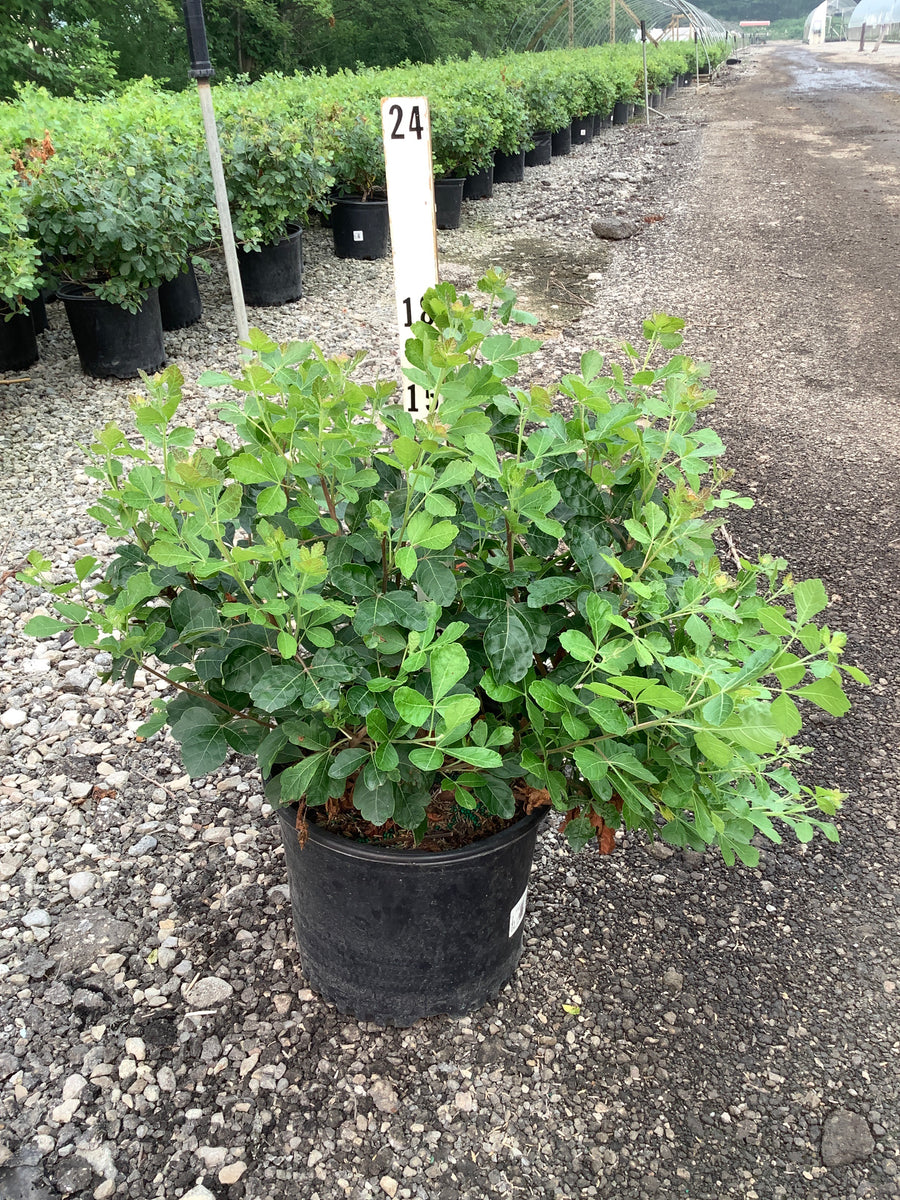 Rhus aromatica 'Gro-Low' â€” G3 15