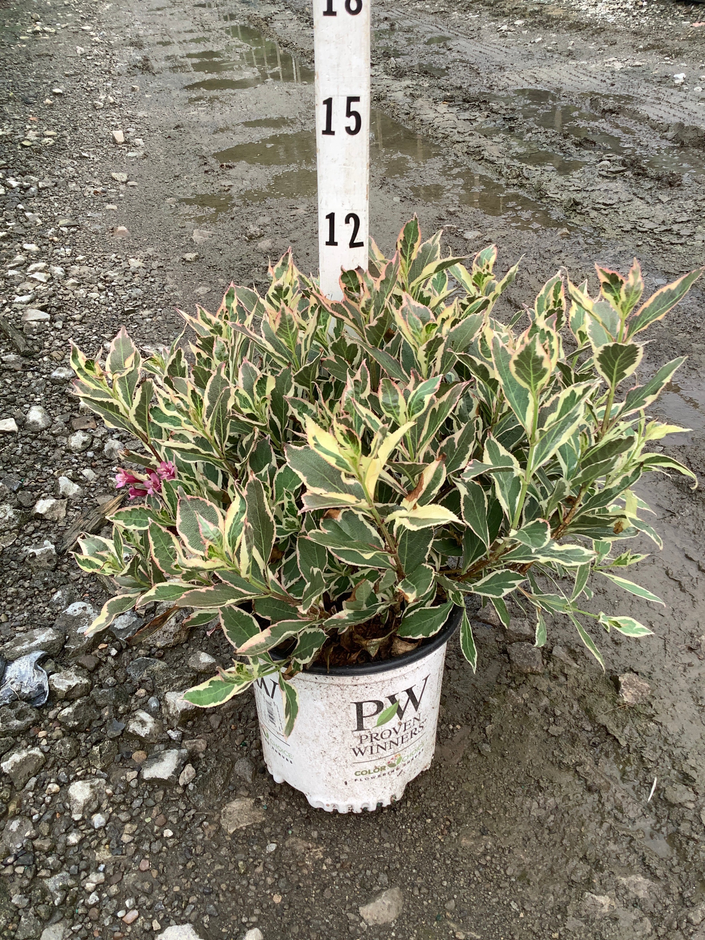Weigela x 'Verweig'