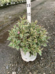 Weigela x 'Verweig'
