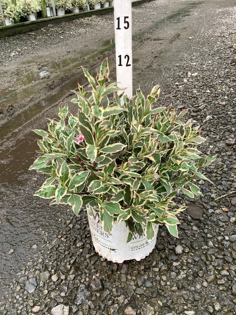 Weigela x 'Verweig' â€” G2 10