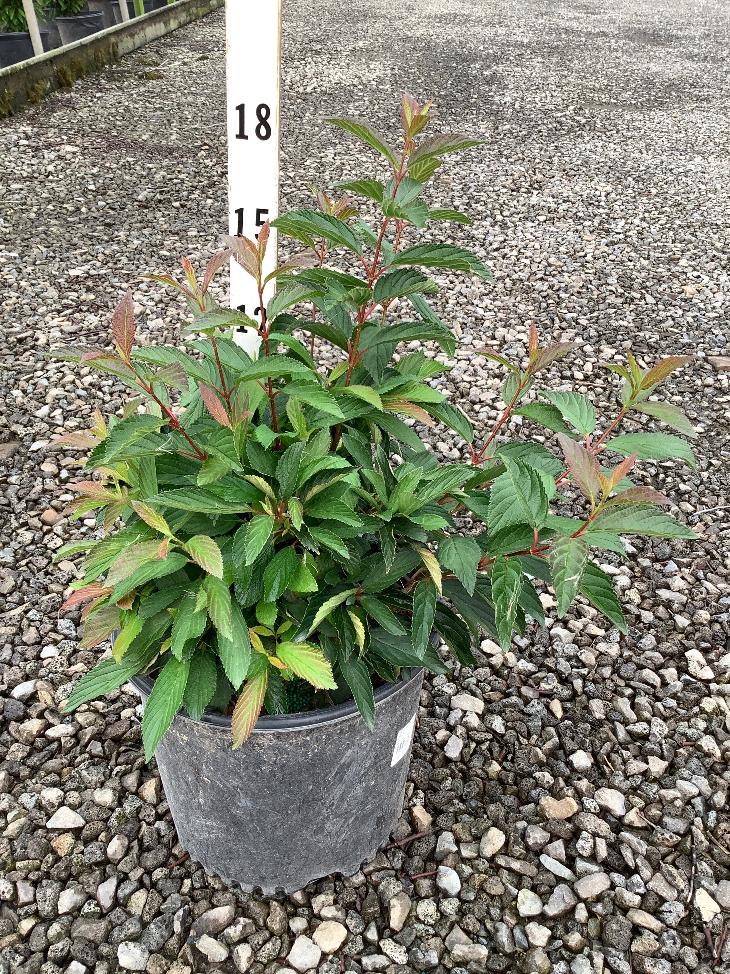 Viburnum farreri 'Nanum'