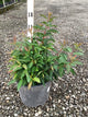 Viburnum farreri 'Nanum'