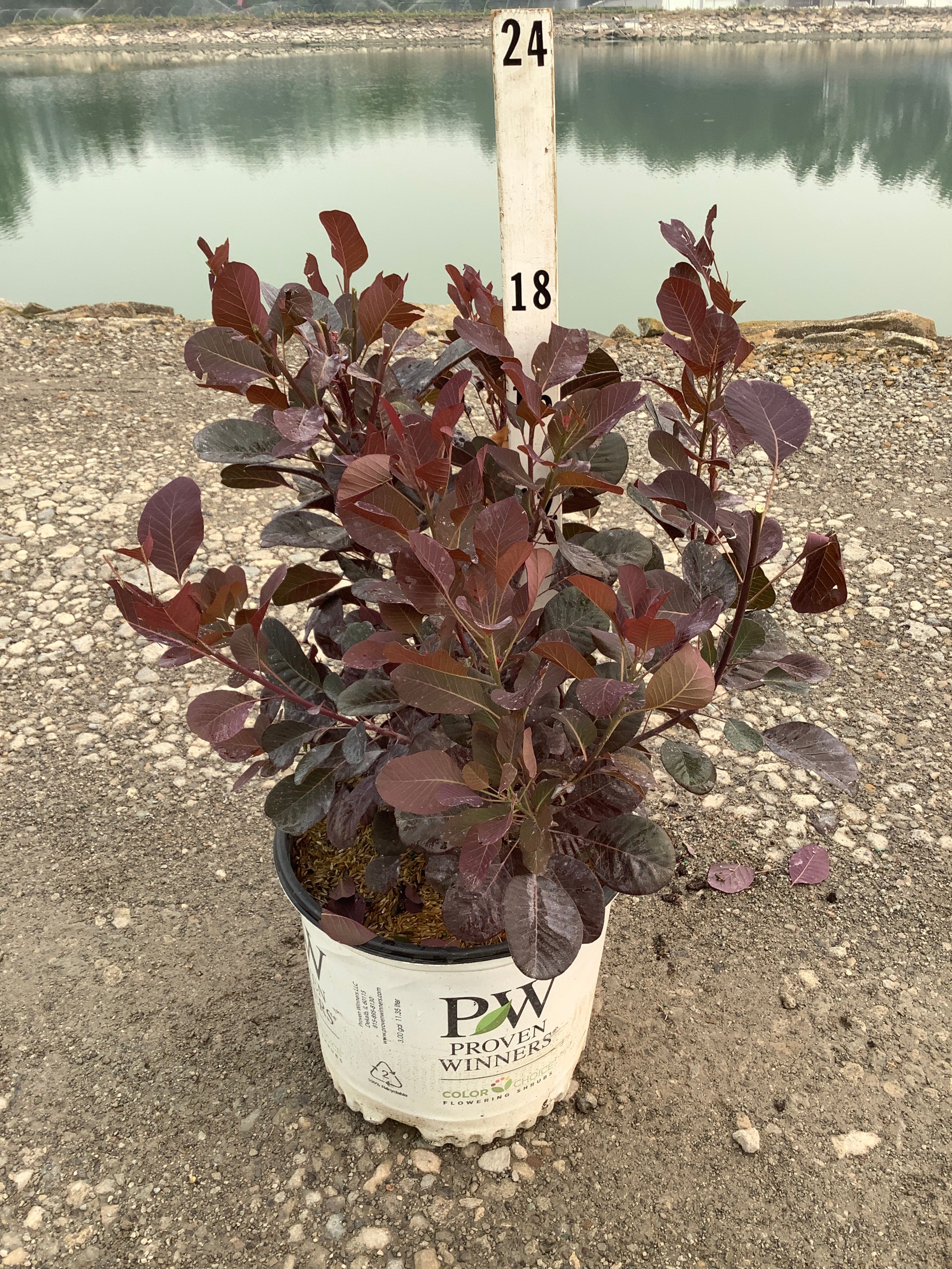 Cotinus coggygria 'Winecraft Black'