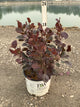 Cotinus coggygria 'Winecraft Black'
