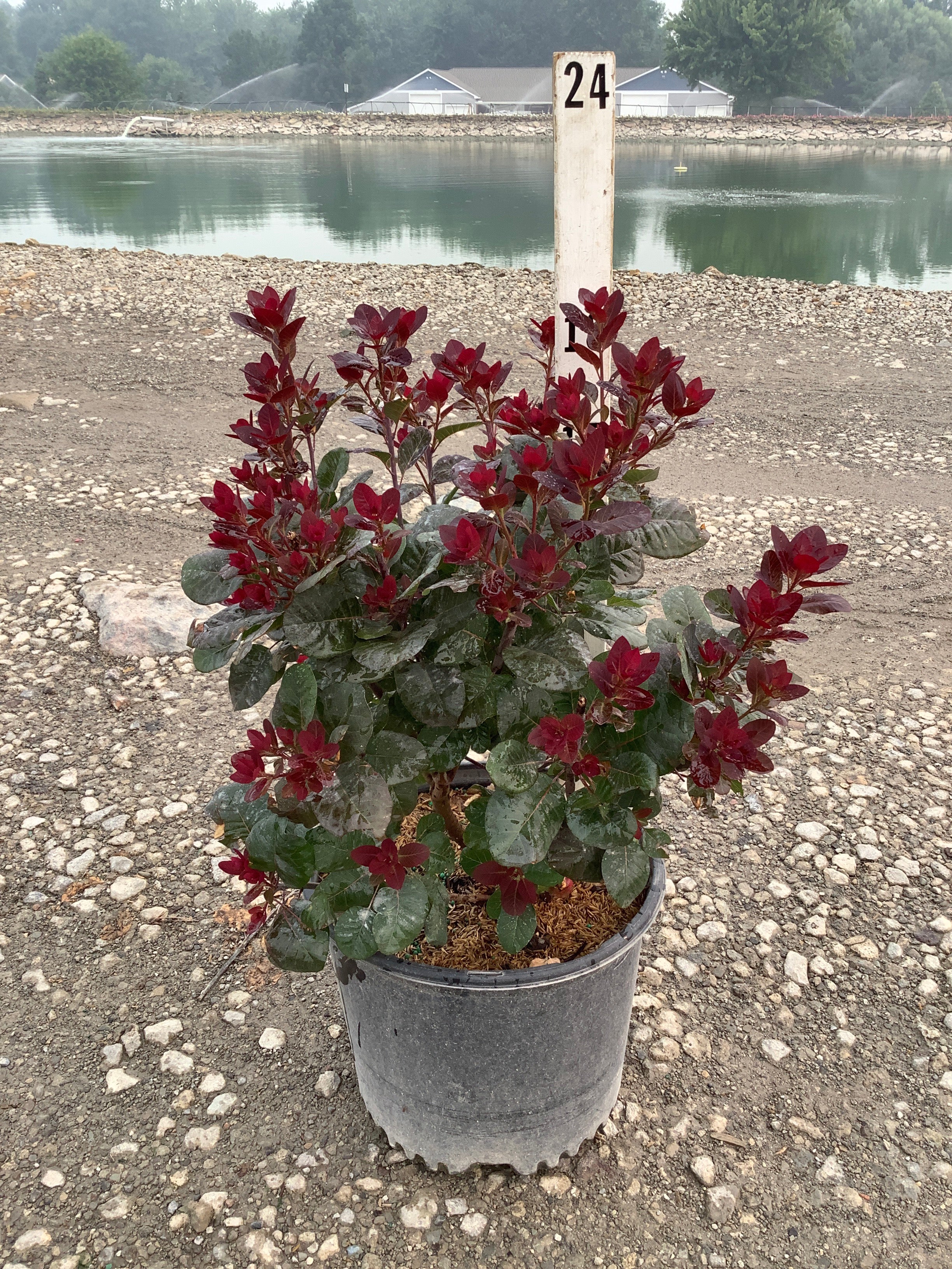 Cotinus coggygria 'Royal Purple'