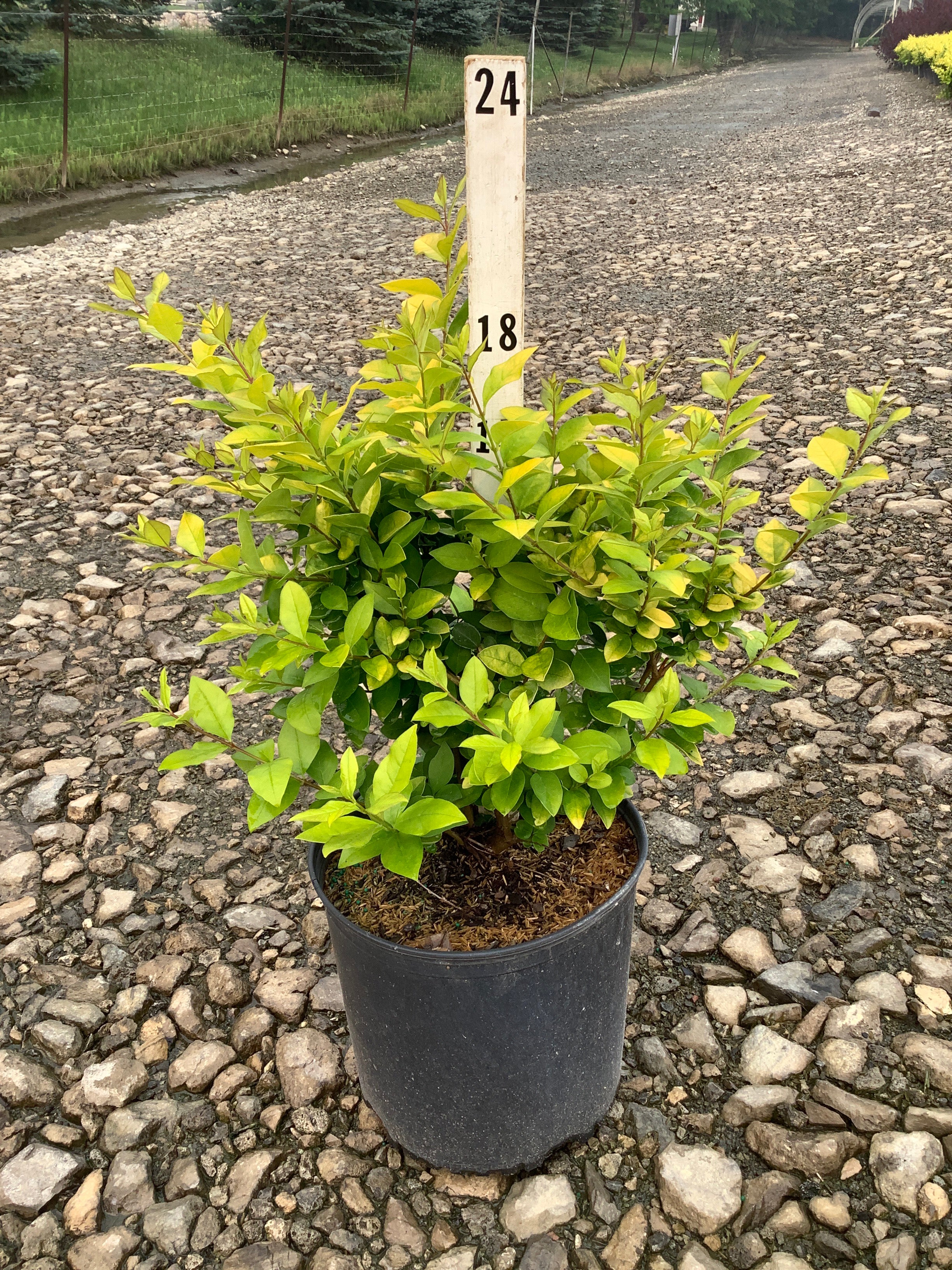 Ligustrum x vicary 'Vicaryi'