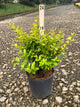 Ligustrum x vicary 'Vicaryi'