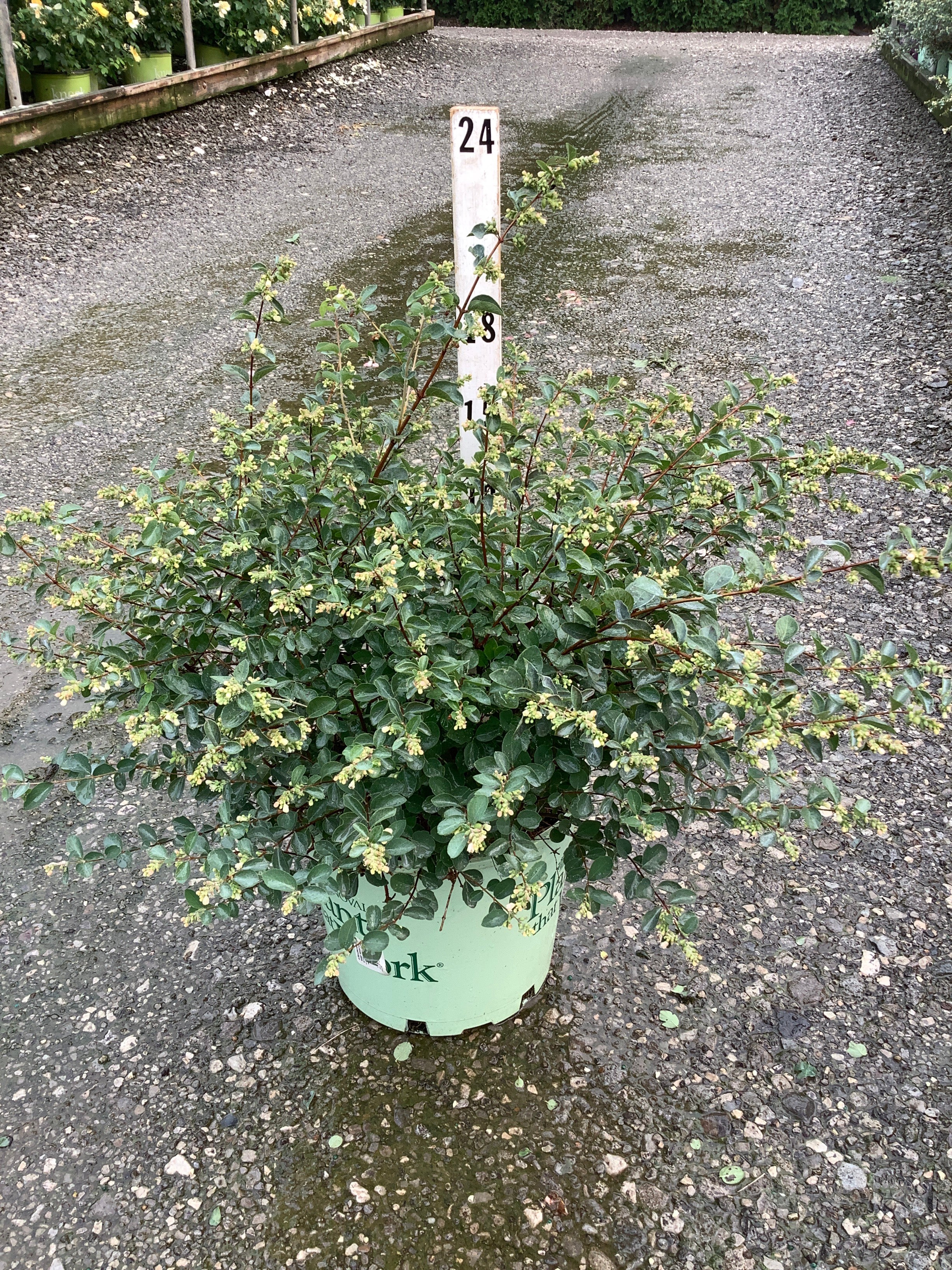 Symphoricarpos 'Sweet Kolmagics'