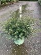 Symphoricarpos 'Sweet Kolmagics'