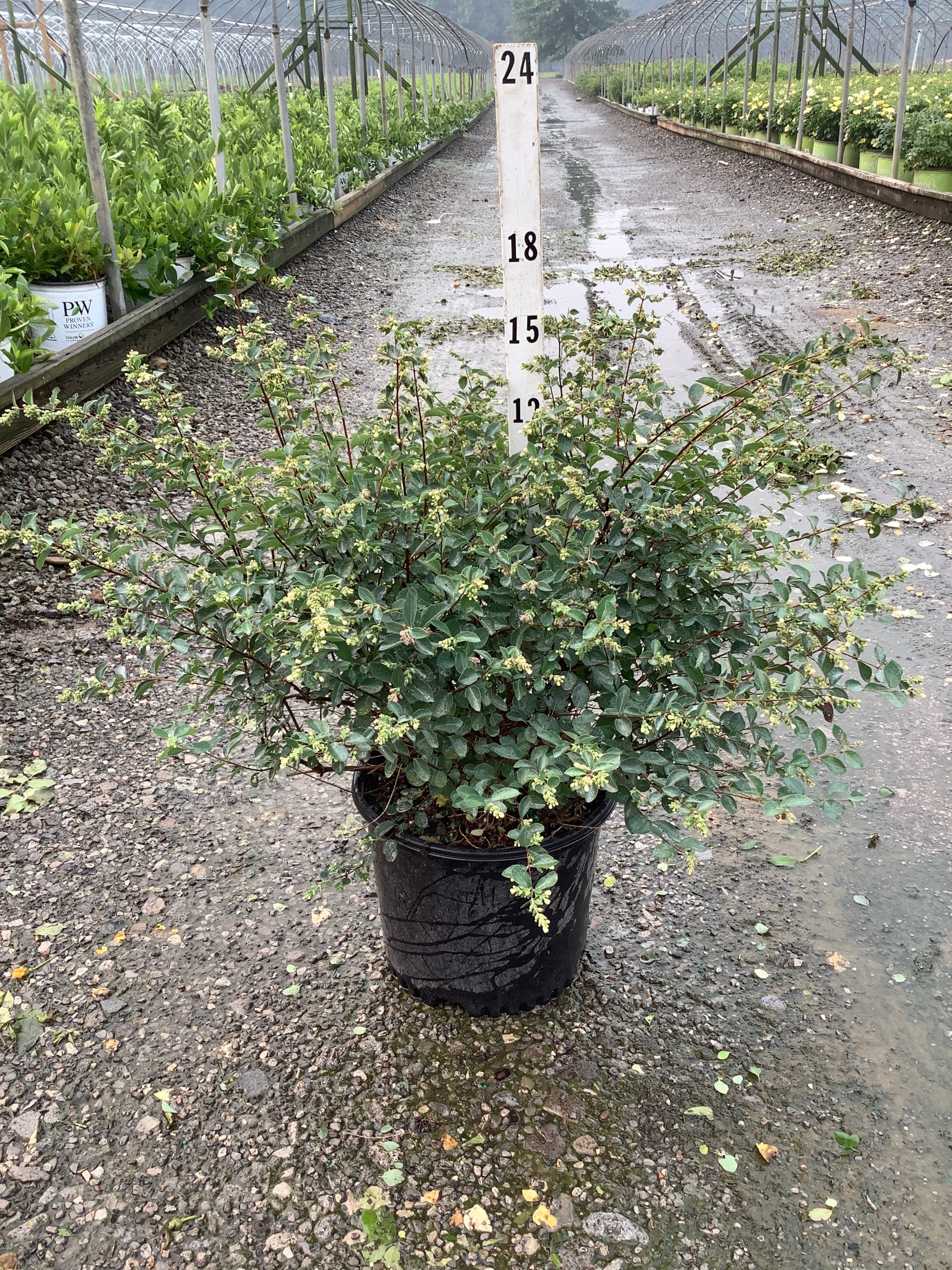 Symphoricarpos doornsbosii ‘Kolmava’