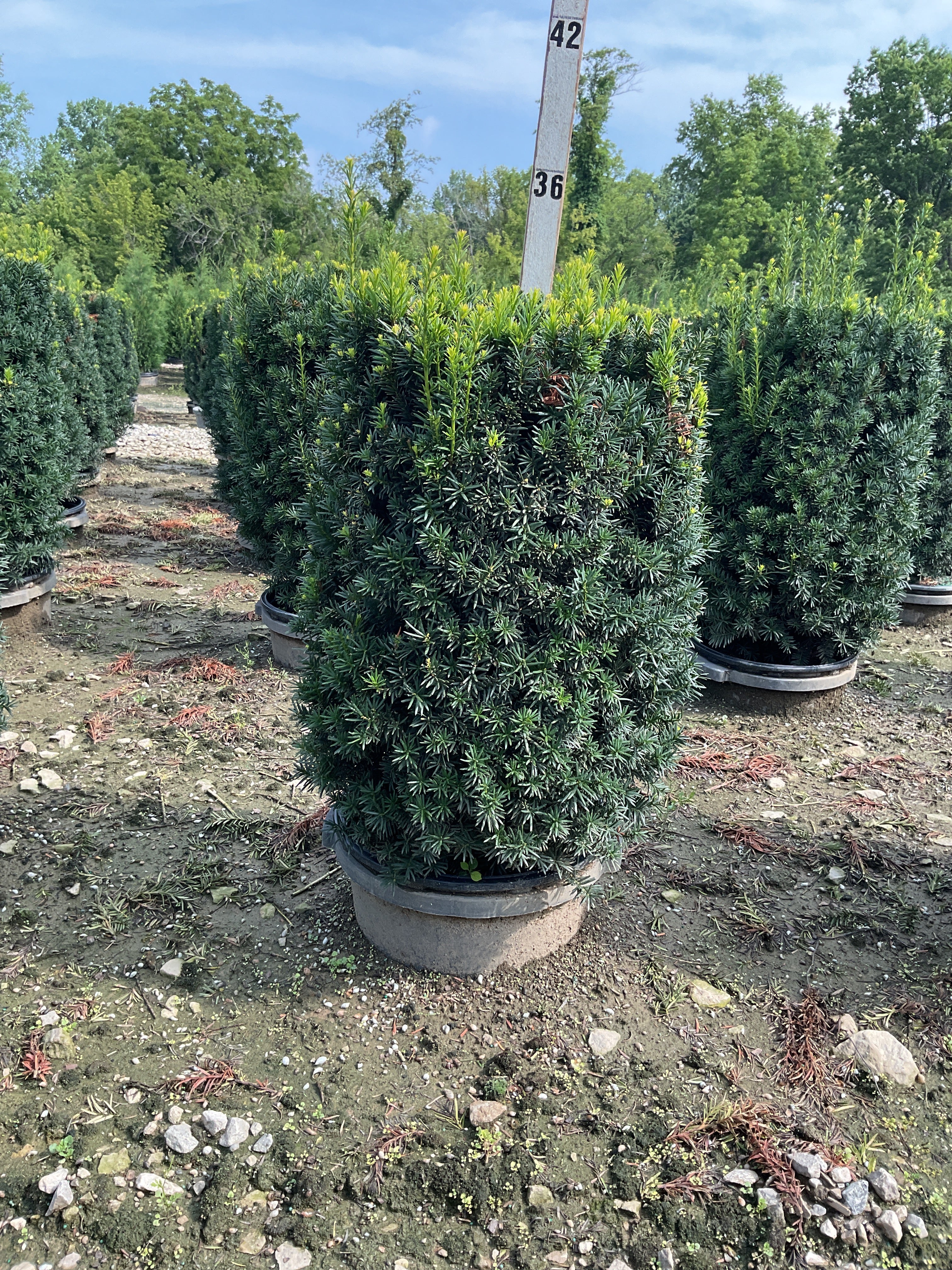 Taxus x media 'Hicksii'