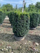 Taxus x media 'Hicksii'