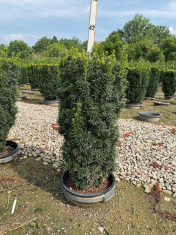 Taxus media 'Maureen'