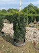 Taxus media 'Maureen'