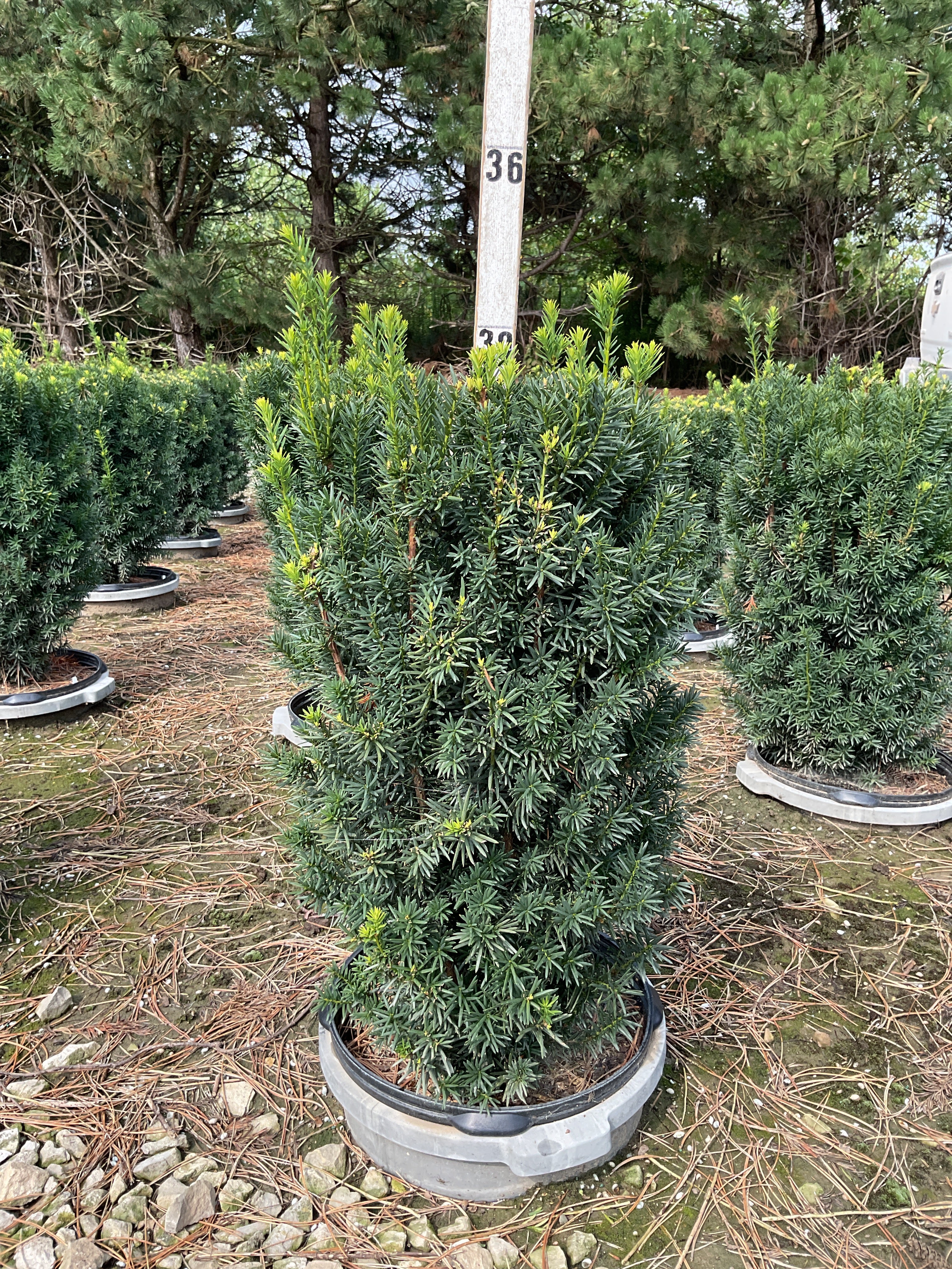 Taxus x media 'Hicksii'