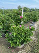 Magnolia x 'Jane'