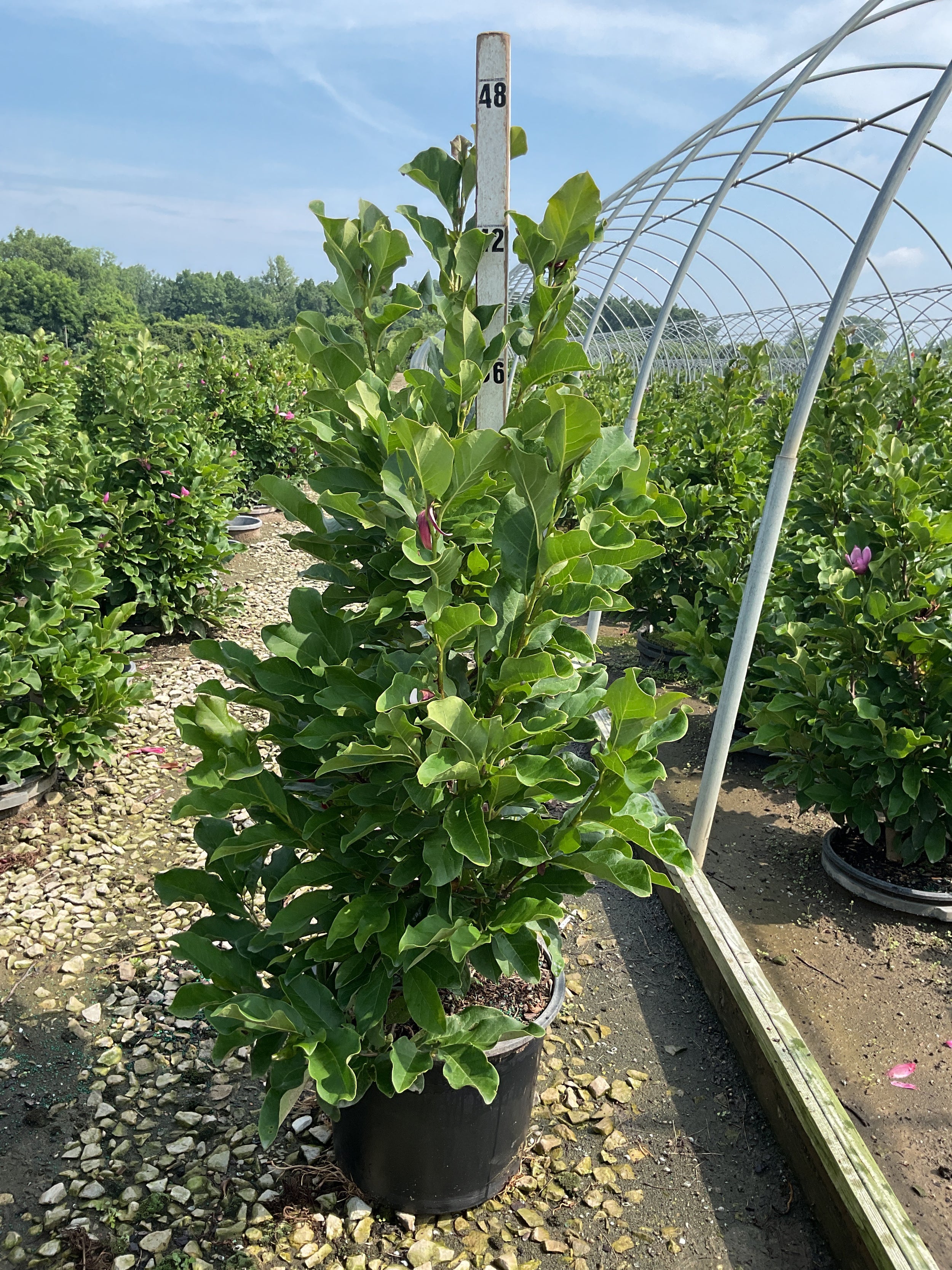 Magnolia x 'Ann'