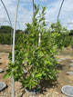 Magnolia virginiana 'Jim Wilson'
