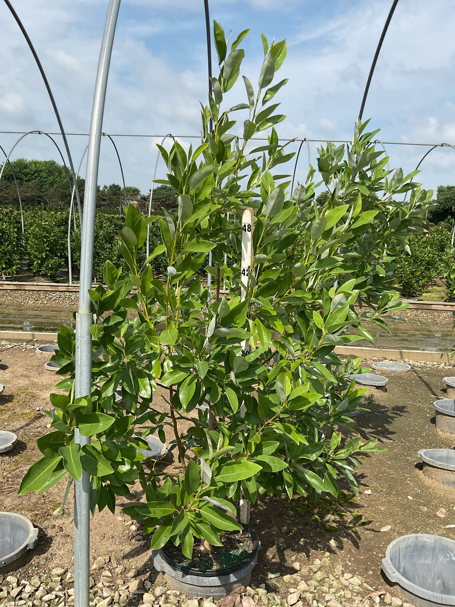 Magnolia virginiana 'Jim Wilson' â€” G7 48