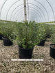 Syringa meyeri 'Palibin'