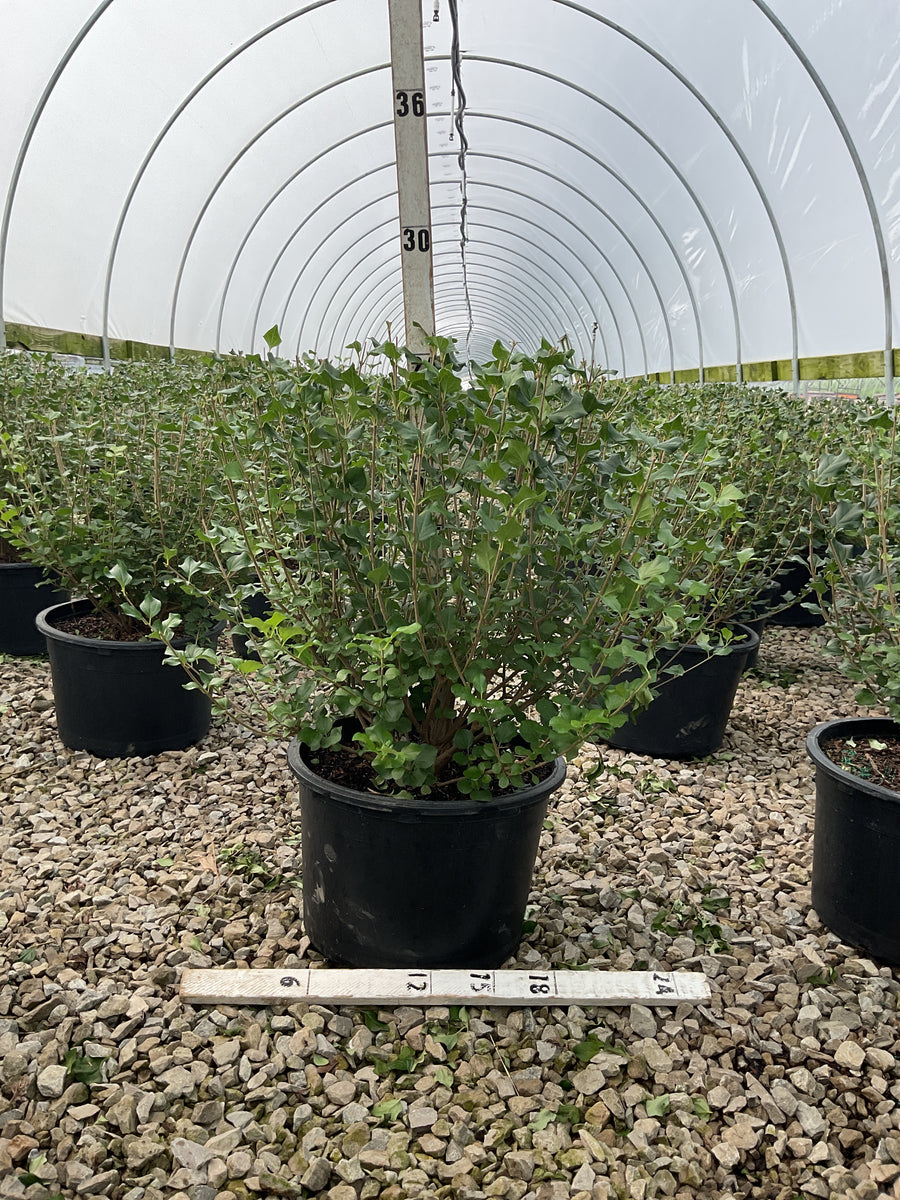 Syringa meyeri 'Palibin' â€” G5 18