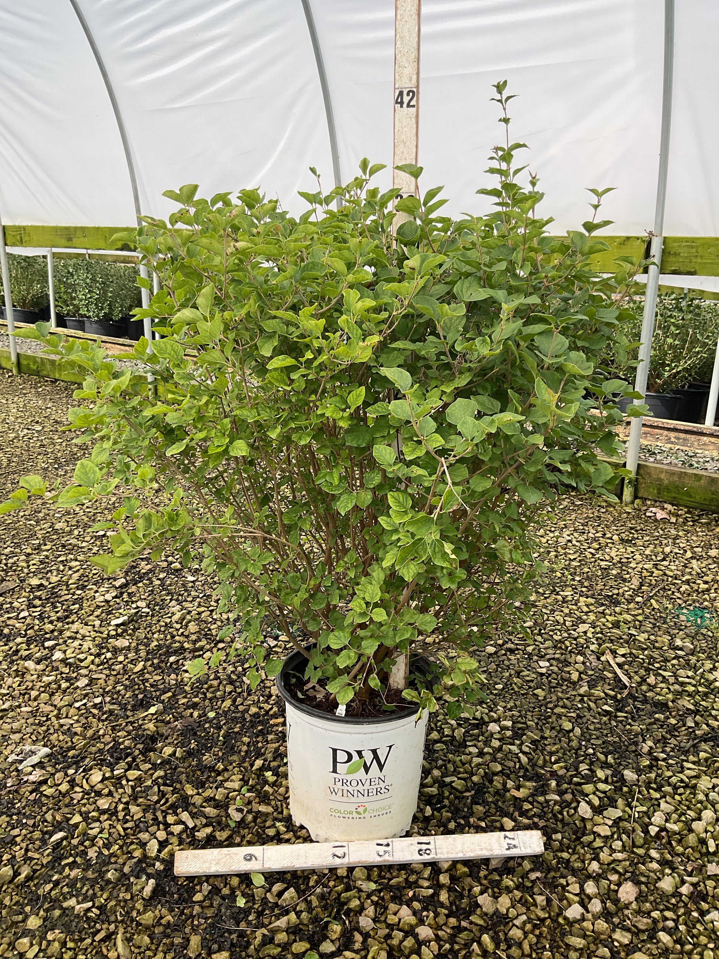 Syringa x 'Penda'