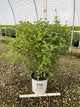 Syringa x 'Penda'