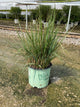 Calamagrostis 'Cal. Lightning Strike'