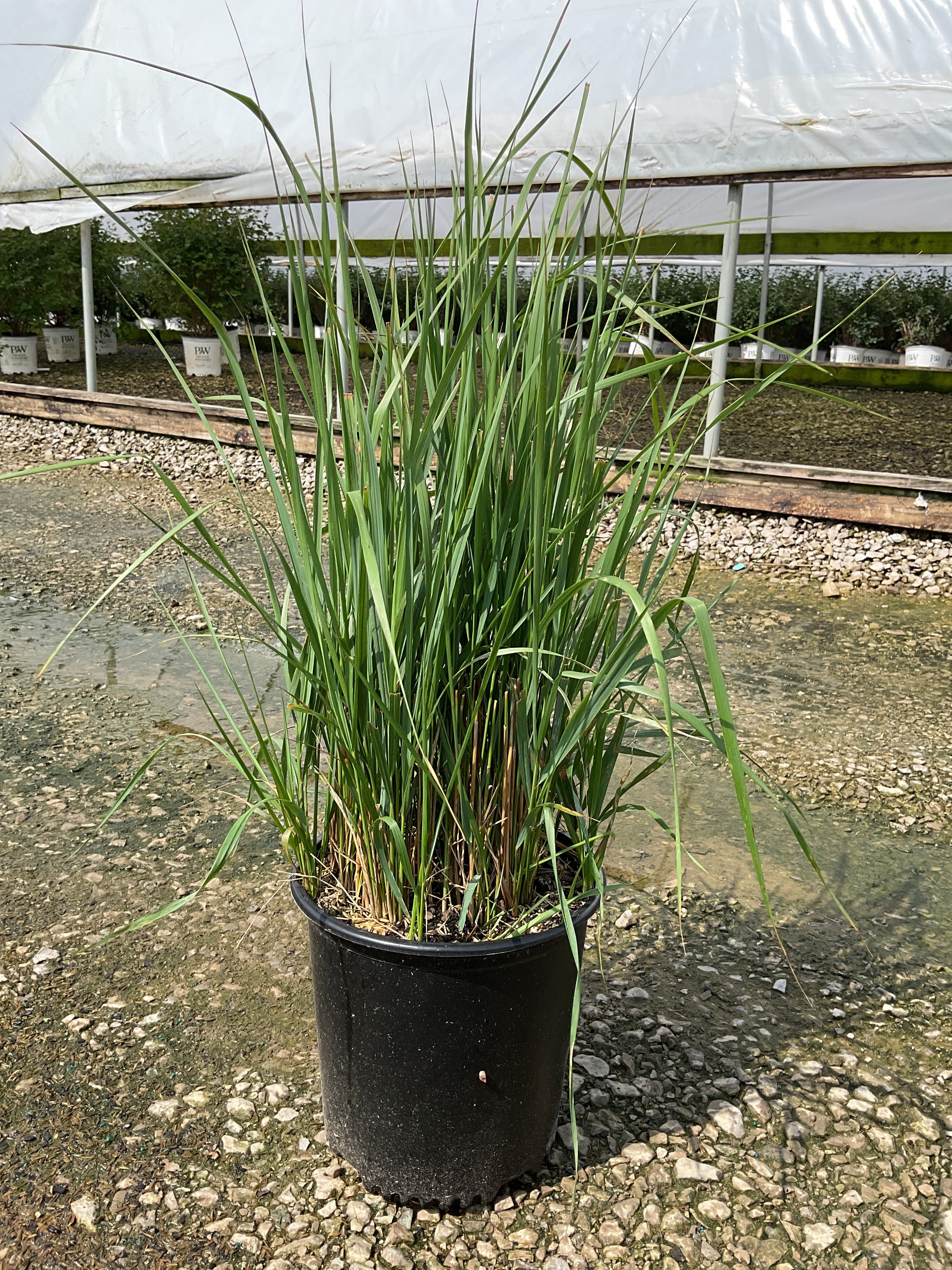 Calamagrostis x acutiflora 'Karl Foerster'
