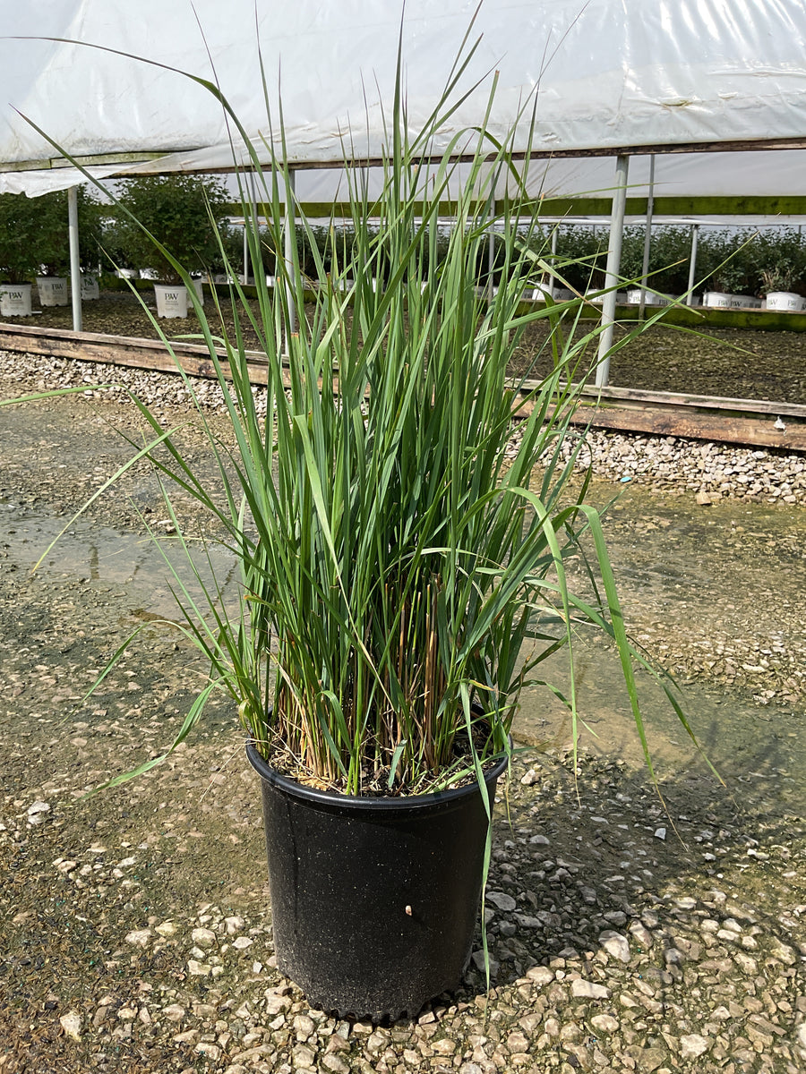 Calamagrostis x acutiflora 'Karl Foerster' â€” G2