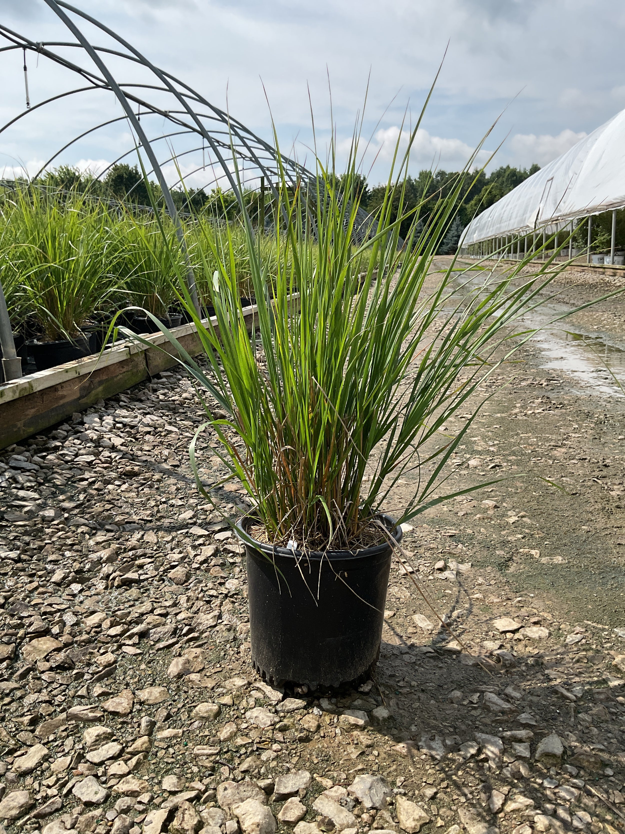 Calamagrostis x acutiflora 'Karl Foerster'
