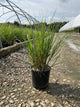 Calamagrostis x acutiflora 'Karl Foerster'
