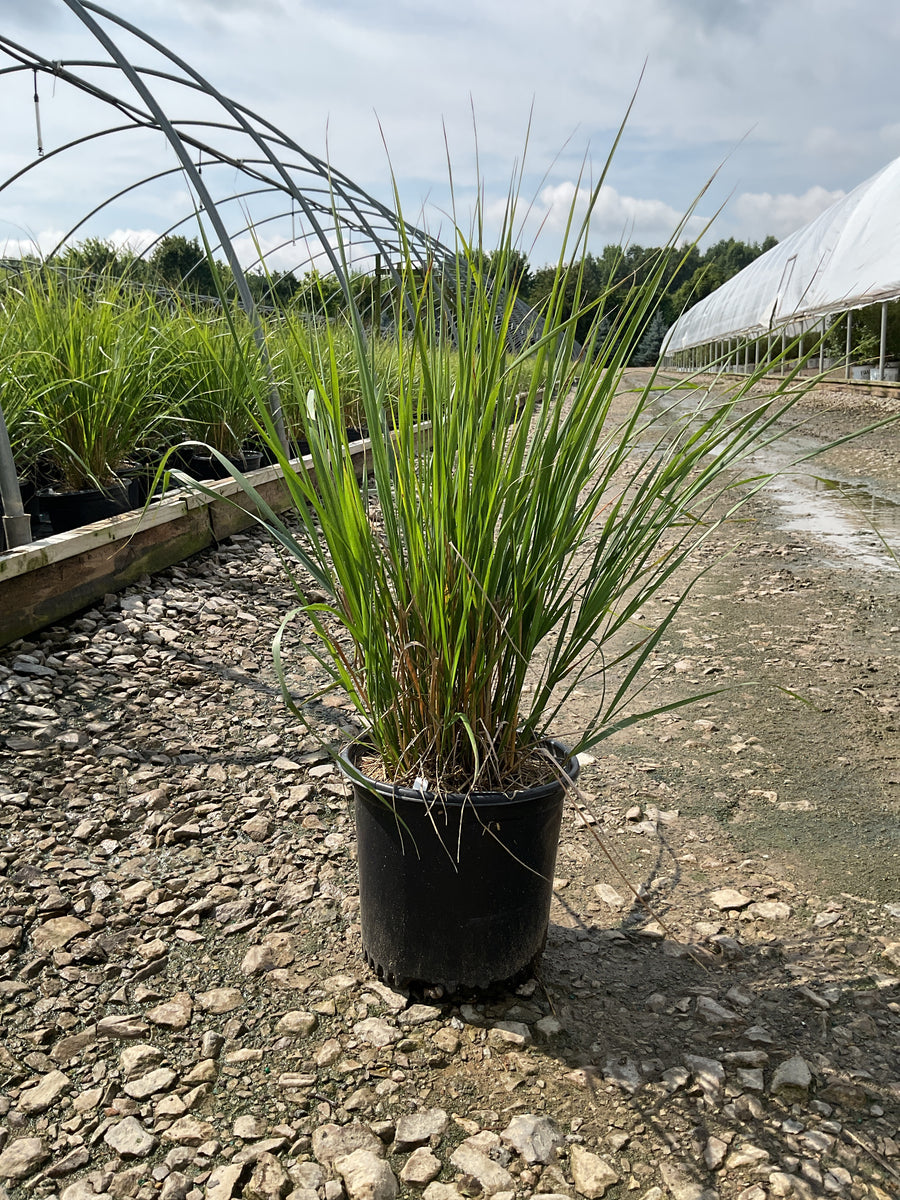 Calamagrostis x acutiflora 'Karl Foerster' â€” 19CM