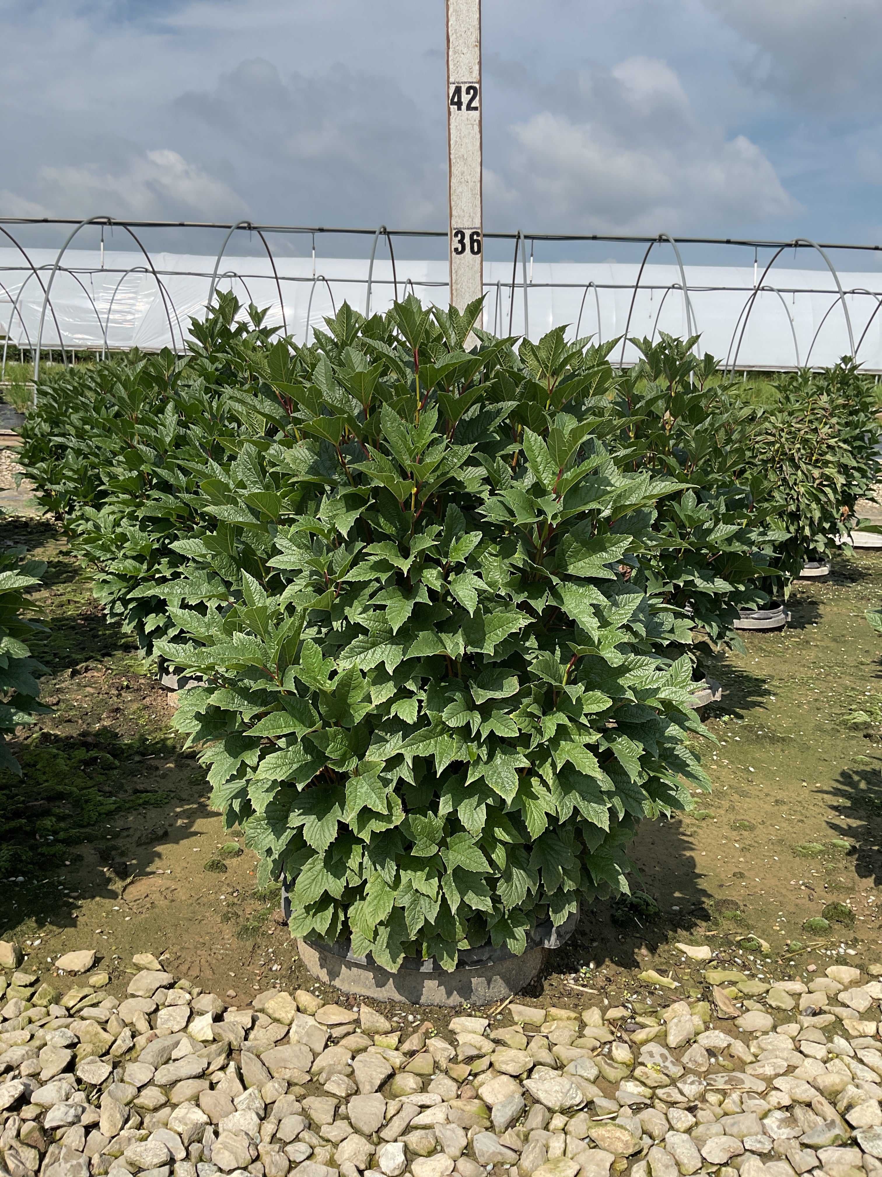 Viburnum trilobum 'Compactum'