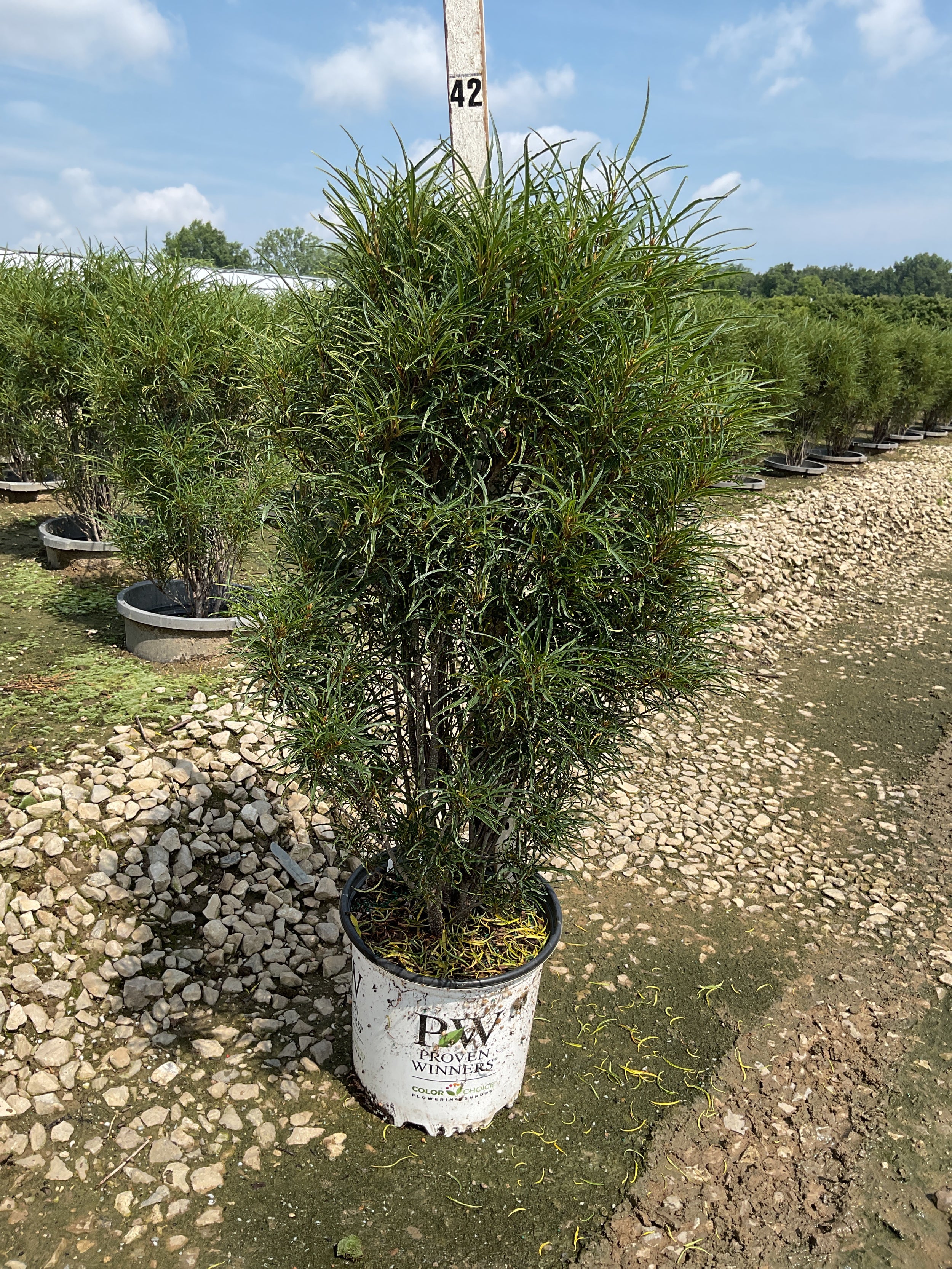 Rhamnus frangula 'Ron Williams'