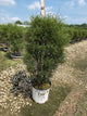 Rhamnus frangula 'Ron Williams'