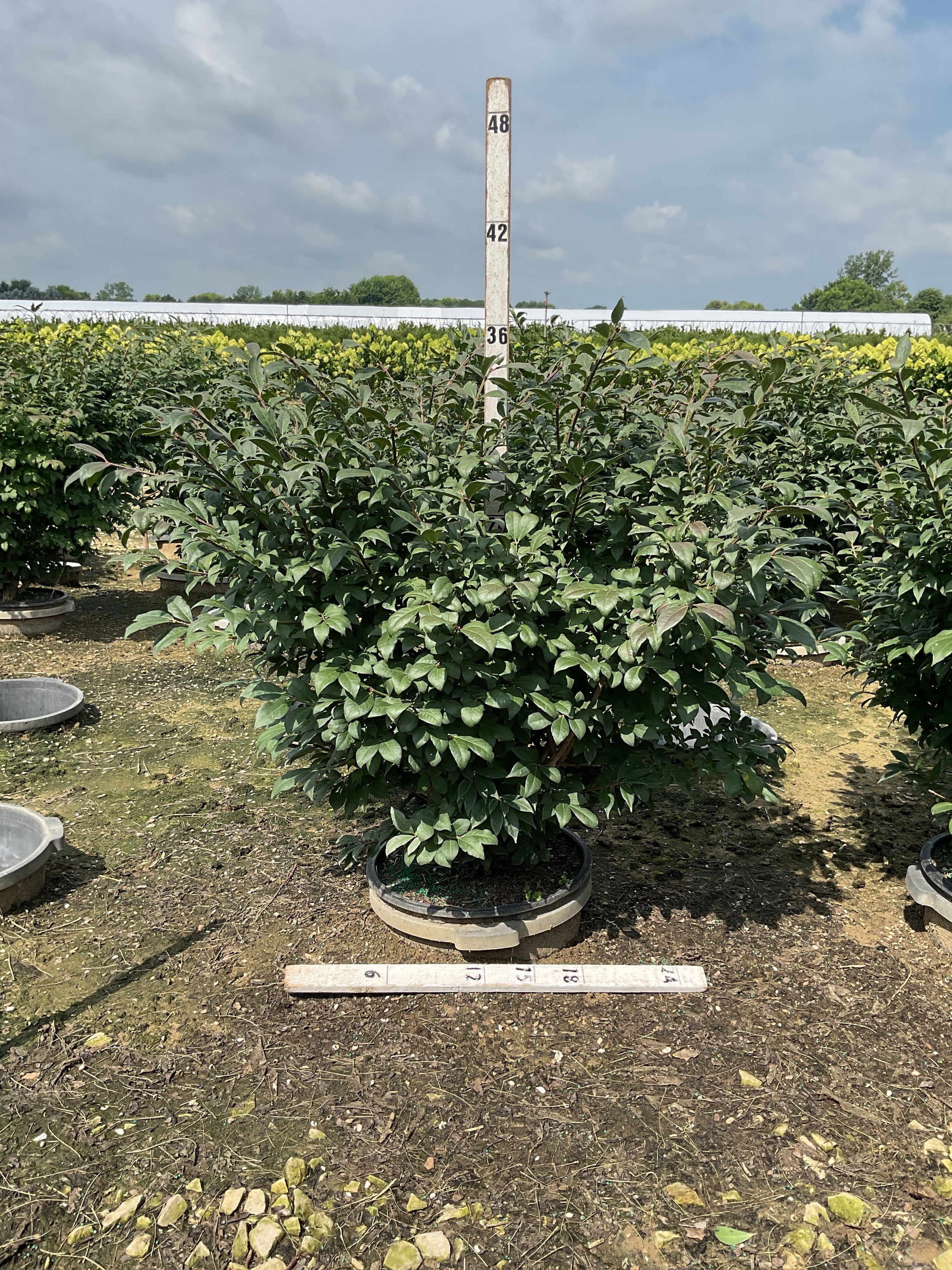 Euonymus alatus 'Compactus'