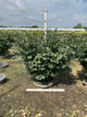 Euonymus alatus 'Compactus'