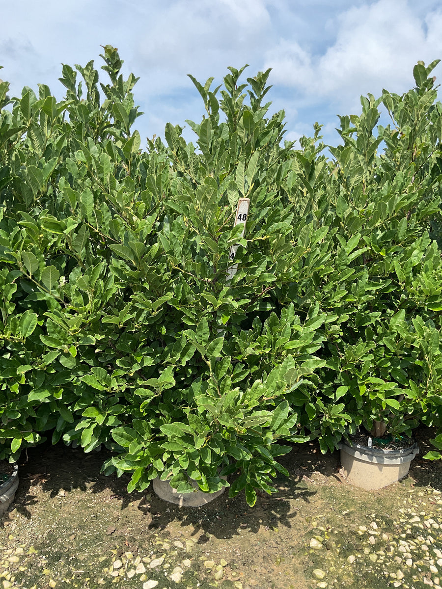 Magnolia stellata 'Royal Star' â€” G7 36 to 42