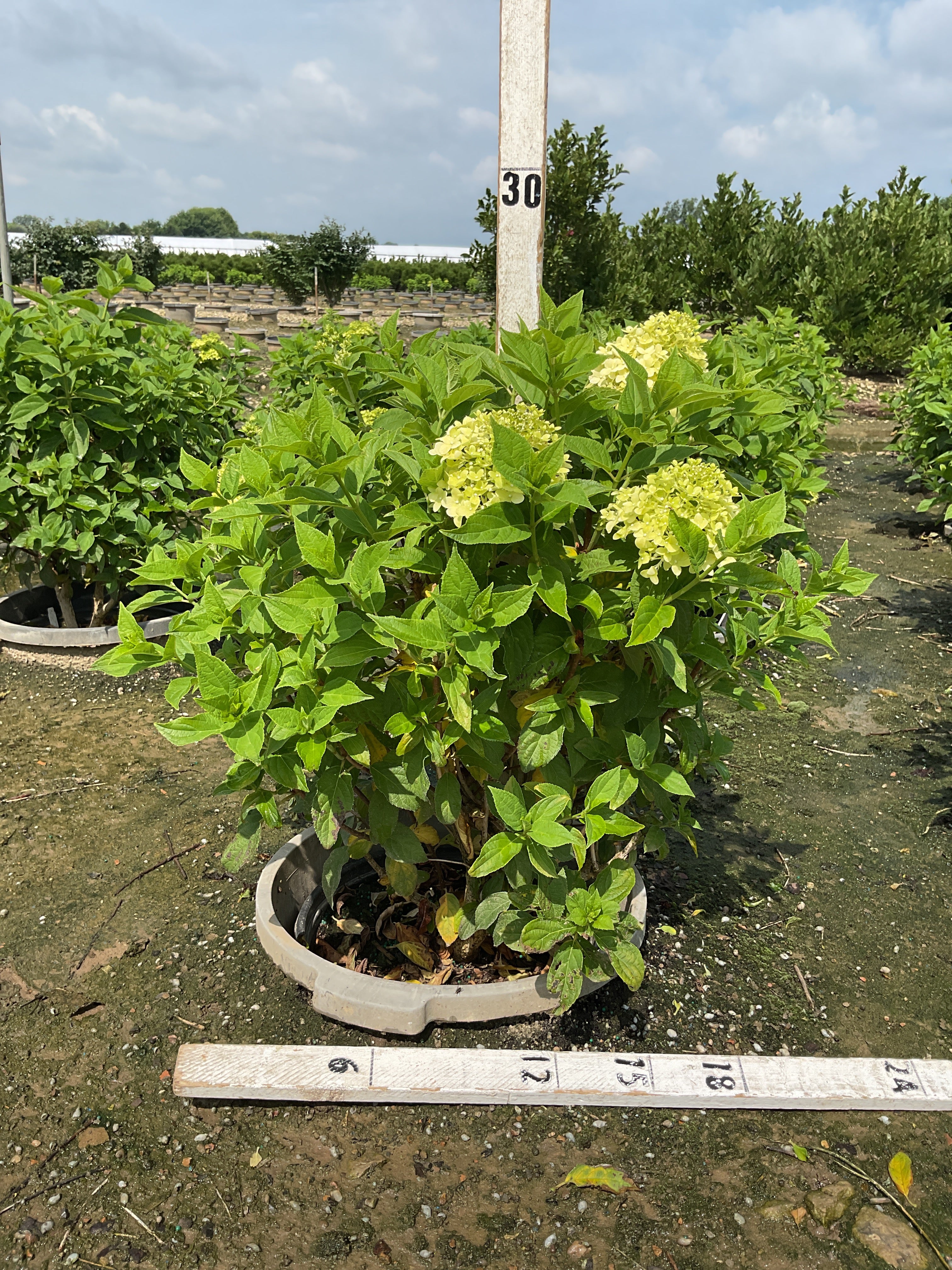 Hydrangea paniculata 'Zwijnenburg'