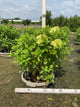 Hydrangea paniculata 'Zwijnenburg'