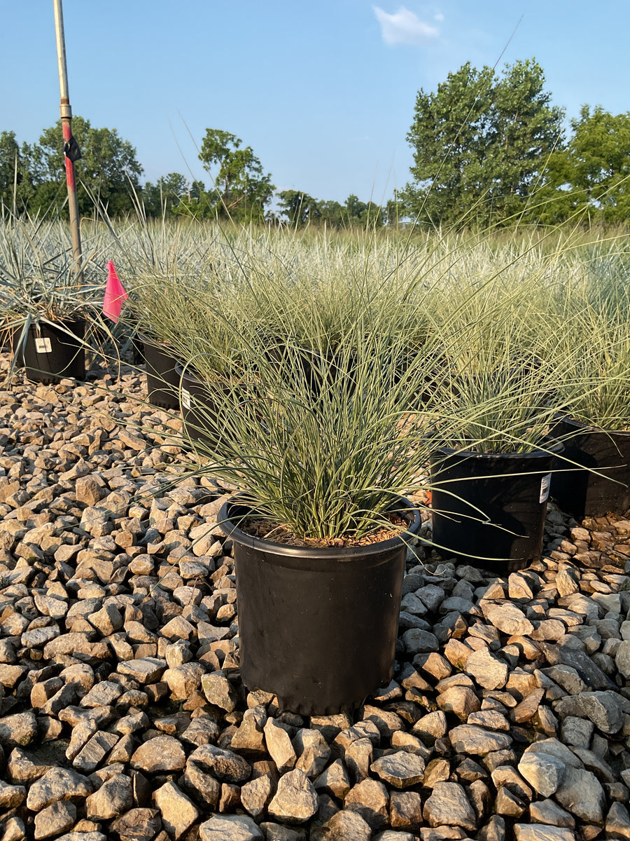 Miscanthus sinensis 'Morning Light' â€” 19CM