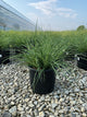 Miscanthus sinensis 'Little Nicky'
