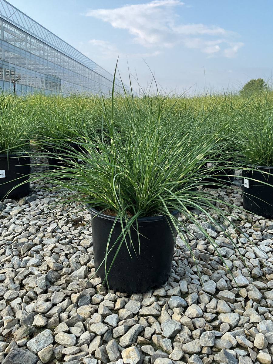 Miscanthus sinensis 'Little Nicky' â€” G3